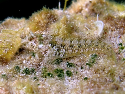 Mystery Blenny