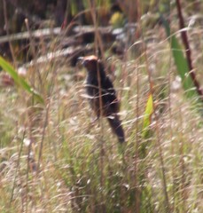 Sphenoeacus afer afer