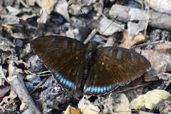 Tanaecia whiteheadi