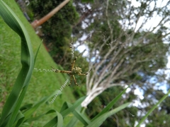 Argiope lobata