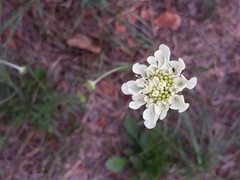 Scabiosa ochroleuca