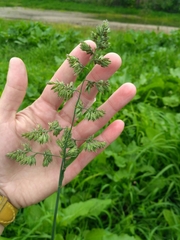 Dactylis glomerata