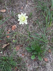 Scabiosa ochroleuca