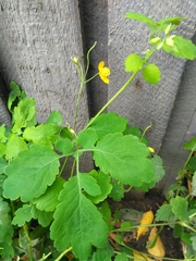 Chelidonium majus