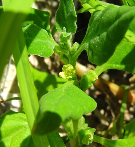Tetragonia tetragonoides