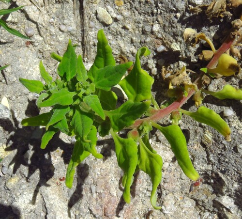 Tetragonia tetragonoides