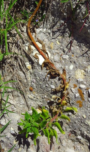 Tetragonia tetragonoides