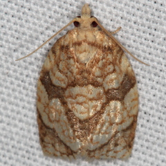 Adoxophyes negundana