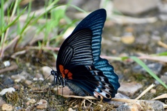 Papilio memnon
