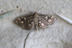 Anania coronata
