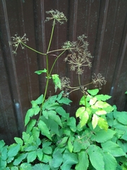 Aegopodium podagraria