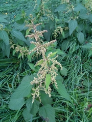 Urtica dioica