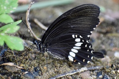 Papilio polytes