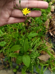 Lapsana communis