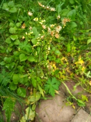 Erigeron canadensis