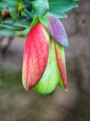 Pimelea physodes