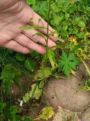 Erigeron canadensis