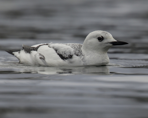 Guillemot à miroir