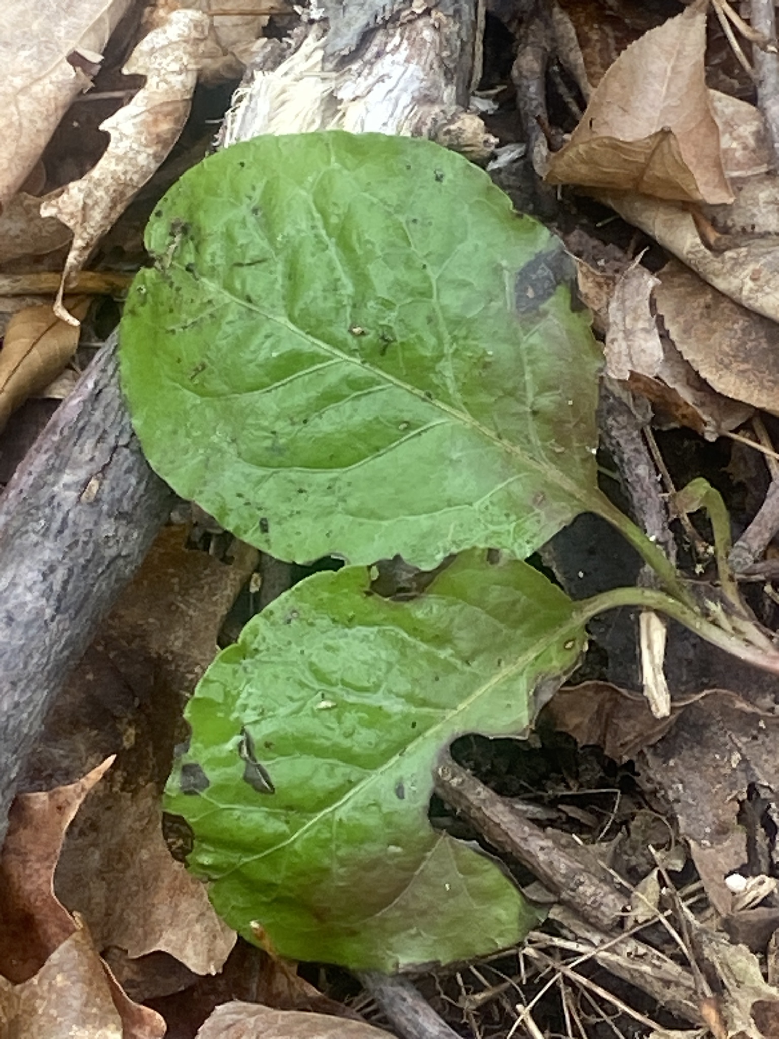 Imagem de Pyrola