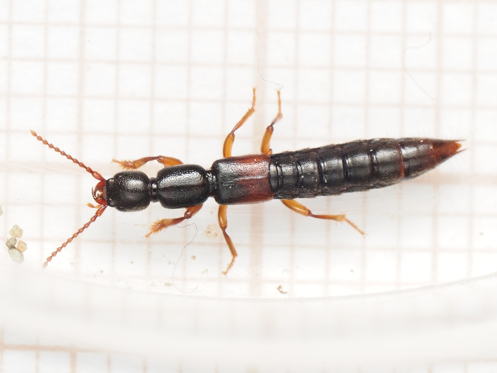 Lathrobium elongatum