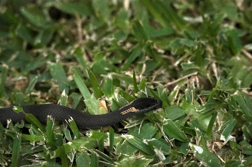 Golden-crowned Snake sighting