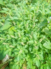 Ocimum americanum