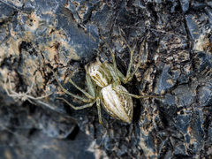 Oxyopes lineatus