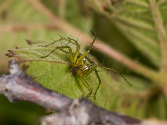 Oxyopes lineatus