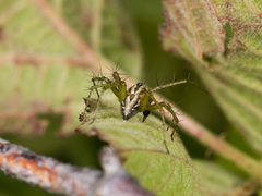 Oxyopes lineatus