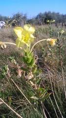 Oenothera stucchii