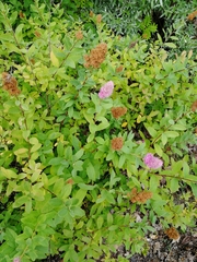 Spiraea × billardii
