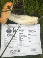Russula paludosa