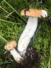 Russula paludosa