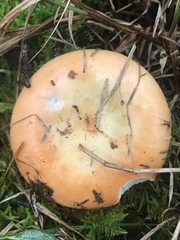 Russula paludosa