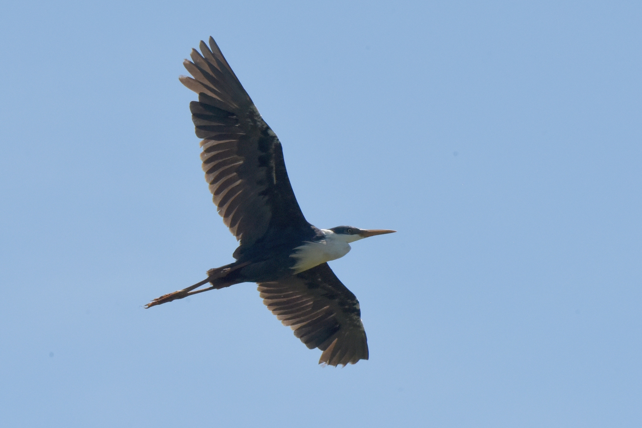 Pied Heron