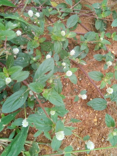 Gomphrena celosioides image