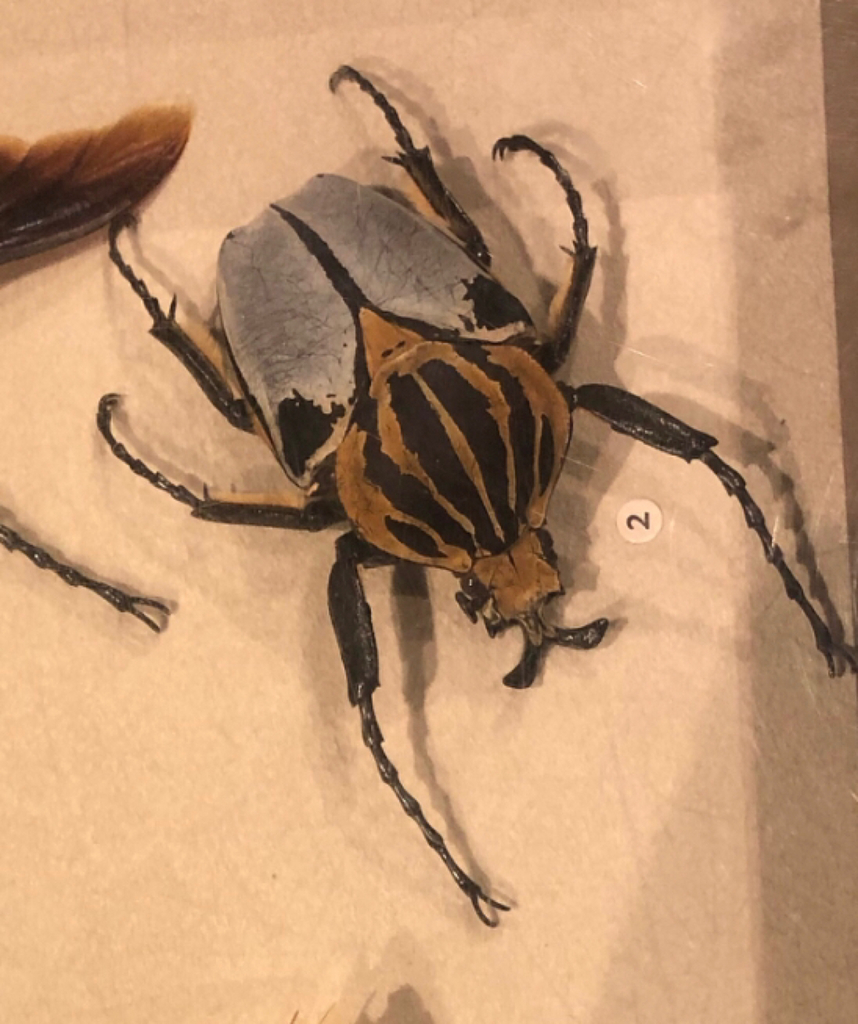 カタモンオオツノハナムグリ (Goliathus cacicus) · iNaturalist