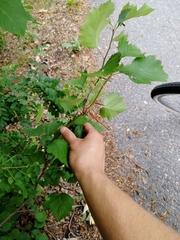 Crataegus flabellata