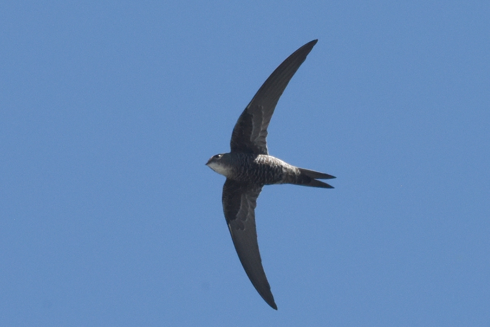 Fork-tailed Swift