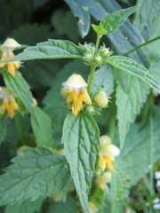 Lamium galeobdolon flavidum