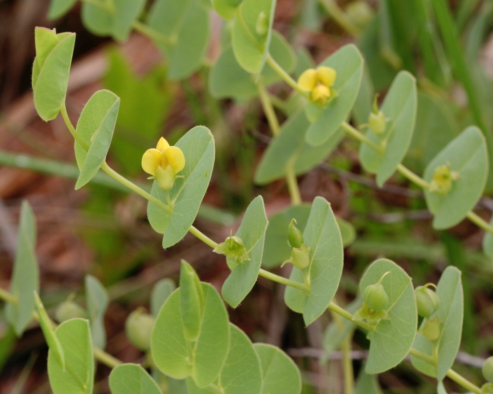 Baptisia perfoliata