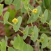 Baptisia perfoliata - Photo (c) Mary Keim, algunos derechos reservados (CC BY-NC-SA)