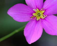 Sabatia grandiflora