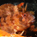 Tompot Blenny - Photo (c) Philippe Guillaume, some rights reserved (CC BY-NC)