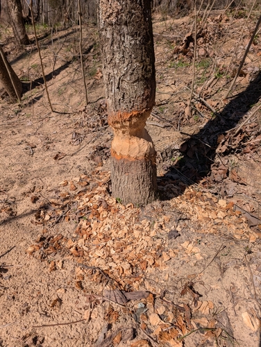 American Beaver photographed in Missouri
