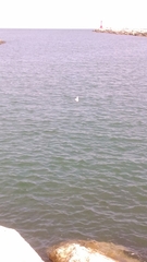 Chroicocephalus ridibundus