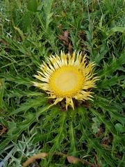 Carlina acanthifolia