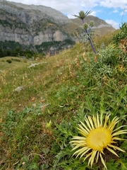 Carlina acanthifolia