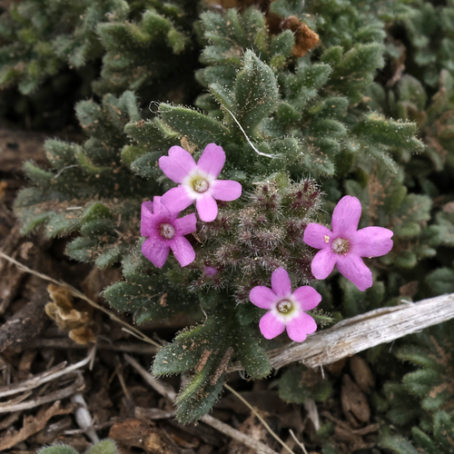 Image of Dwarf Verbena (Glandularia pumila) by (c) Catherine C. Galley, some rights reserved (CC BY)