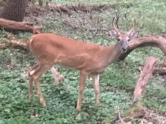Odocoileus virginianus